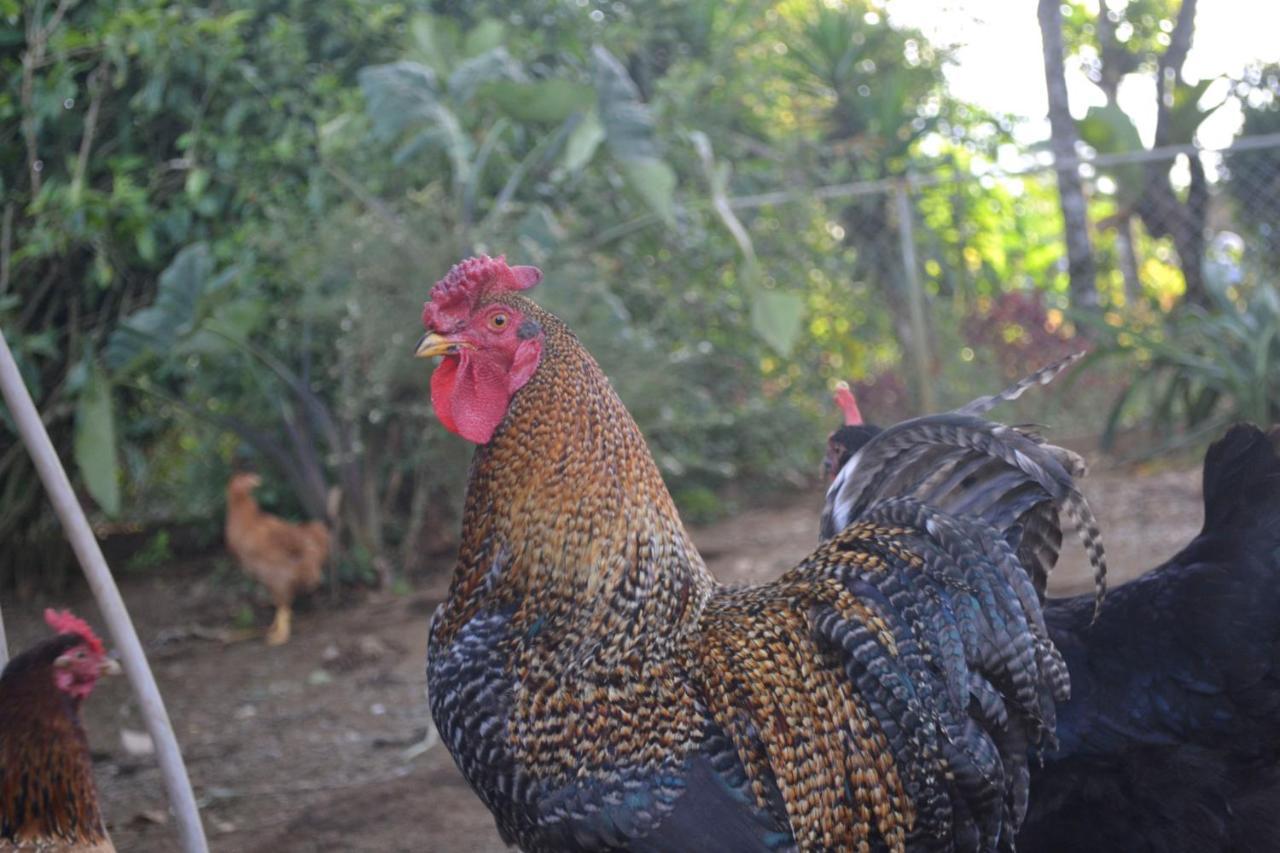 Eco Granja Don Lolo Villa Quesada  Eksteriør bilde